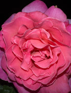 Vintage Fleur: Facial Mist