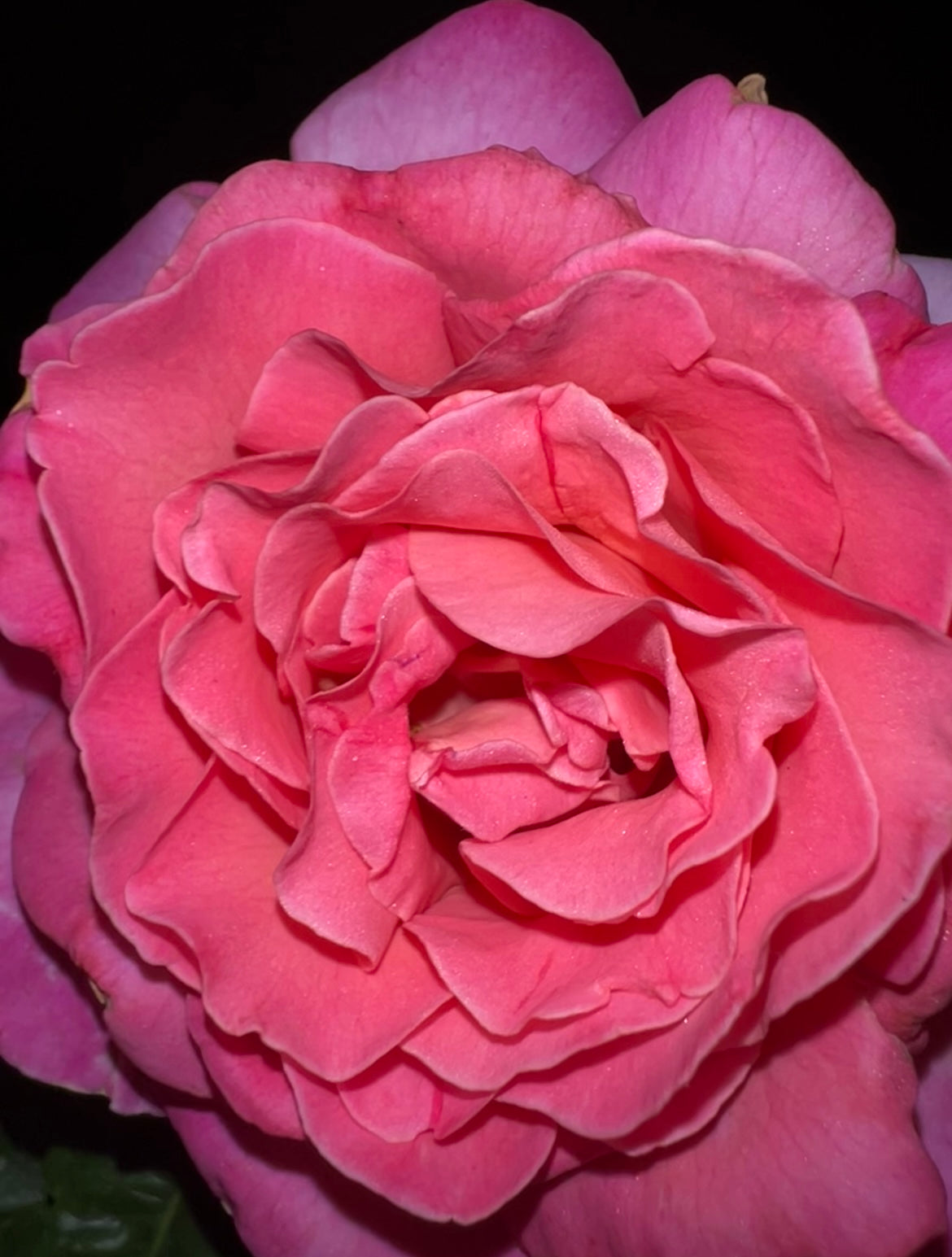 Vintage Fleur: Facial Mist