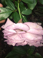 Arôme de Fleur: Room Fragrance