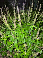 Sweet Tulsi Elixir