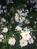 Vintage Fleur: Facial Mist