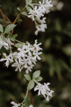 Arôme de Fleur: Room Fragrance