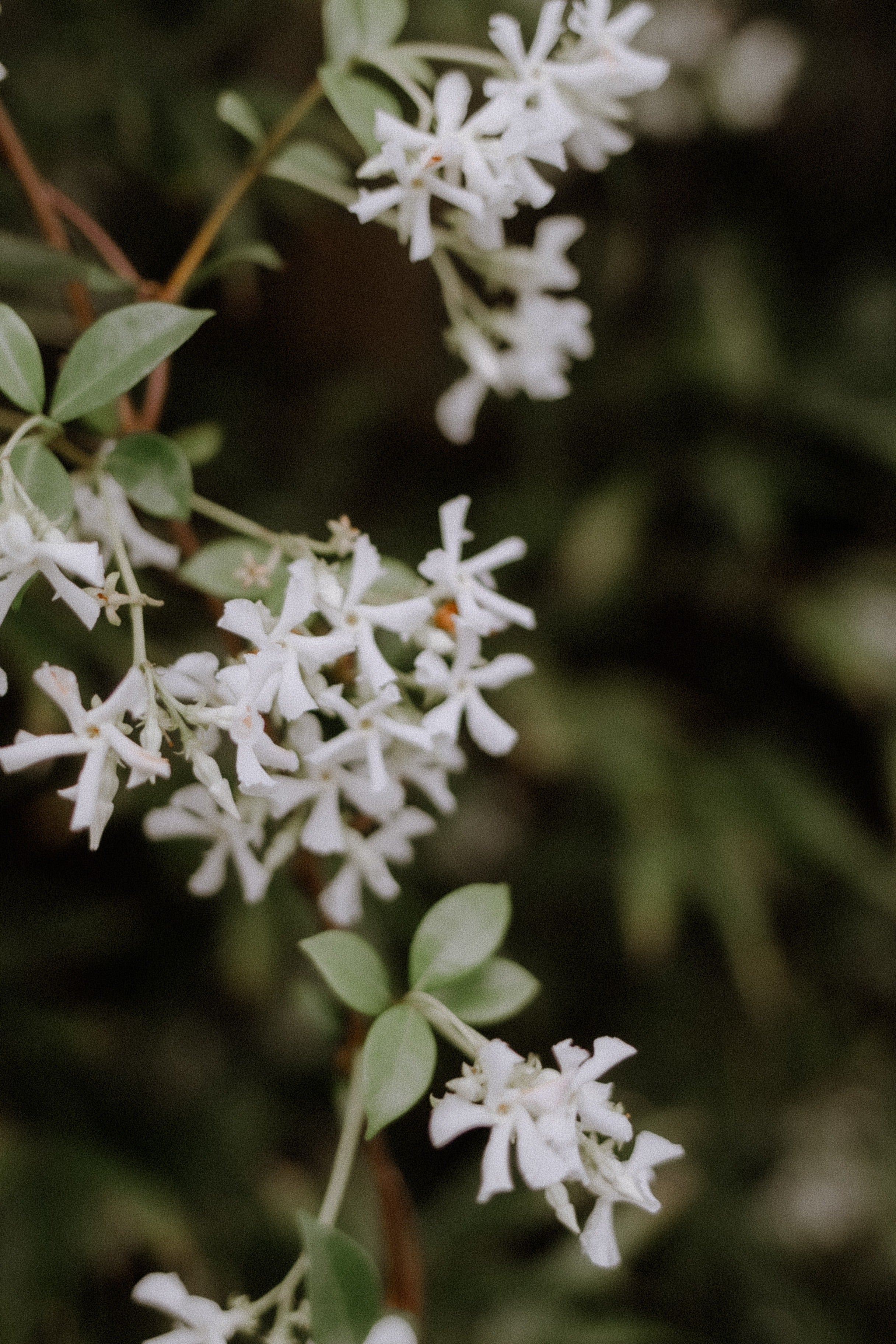 Arôme de Fleur: Room Fragrance