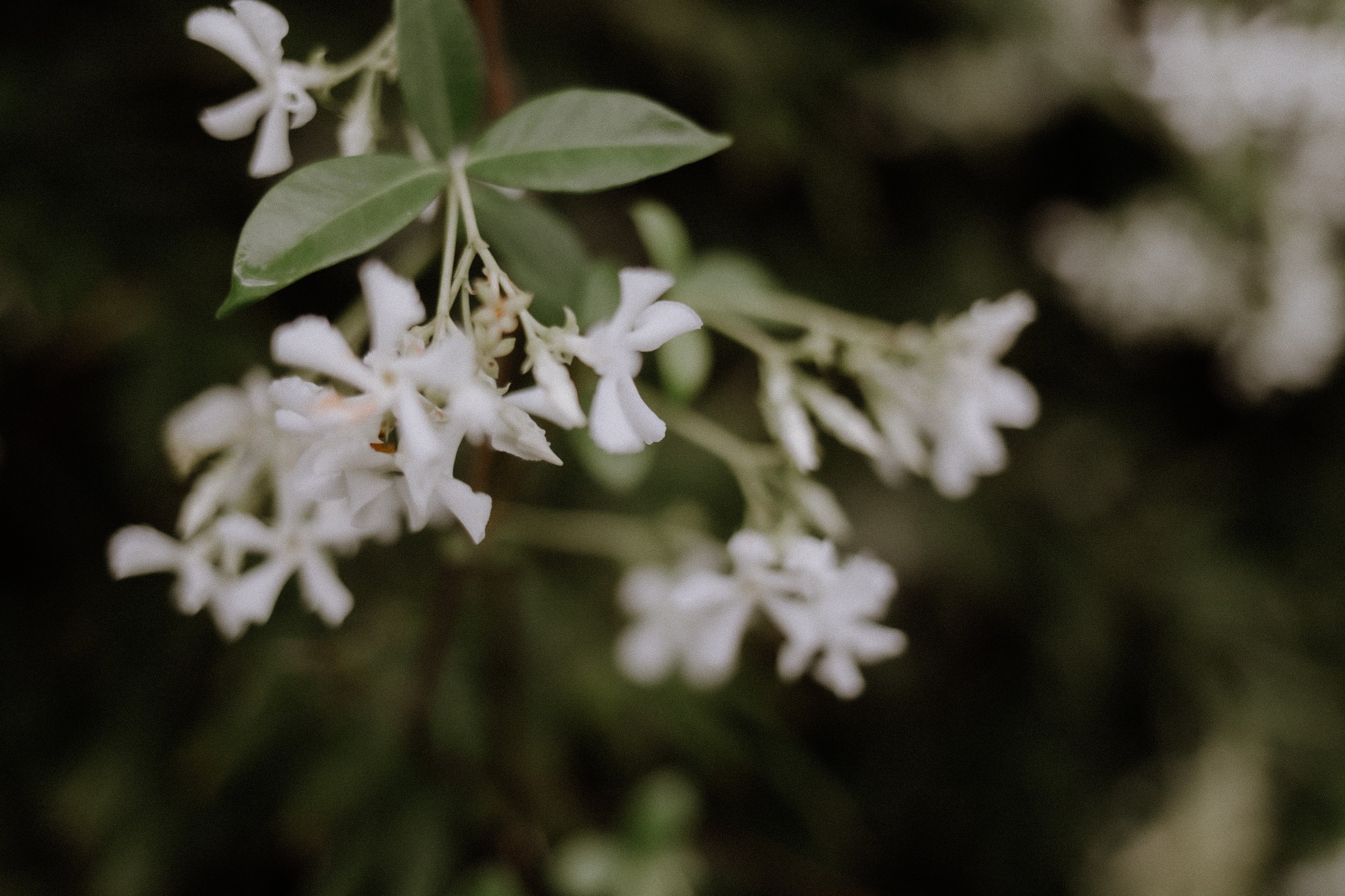 Arôme de Fleur: Room Fragrance